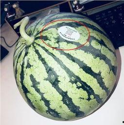 吃瓜网红图片大全集,带你领略网红风采