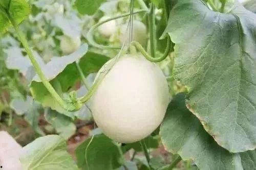 文县网红吃瓜事件真相,真相背后的网络风波