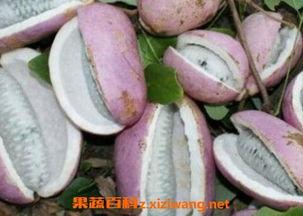 网红吃的八月瓜怎么做,轻松学会美味佳肴