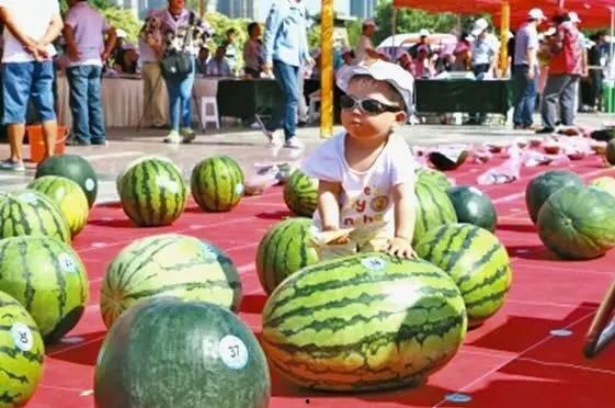 吃瓜大赛官网入口地址,一网打尽年度热门瓜果盛宴