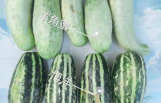 吃瓜最多的网红有哪些,盘点吃瓜最多的网红风云录